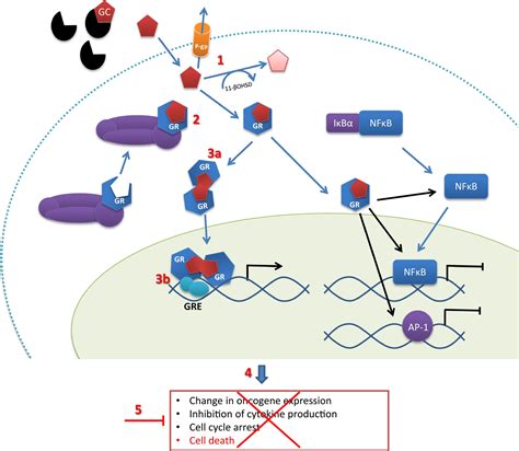 Dexamethasone Mechanism of Action