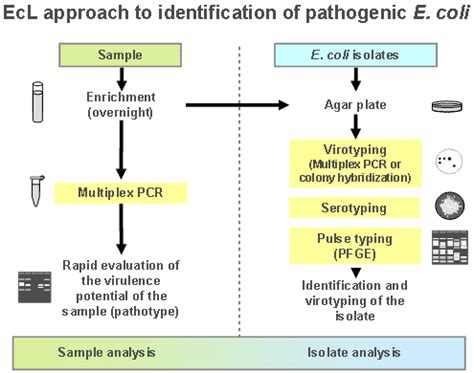 Diagnosing E Coli Infections
