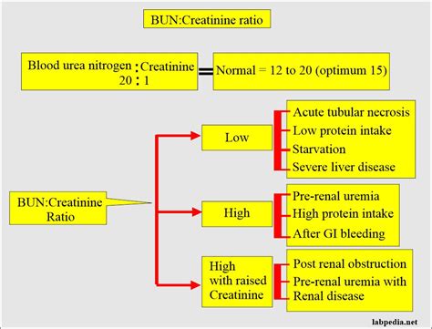 Diagnosing low BUN