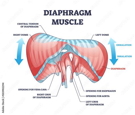 diaphragm birth control