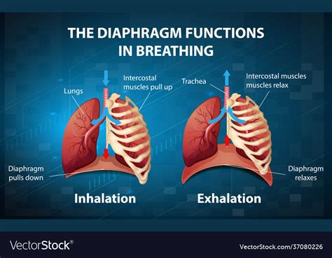 diaphragm function
