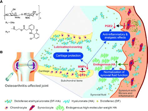 Diclofenac Mechanism of Action