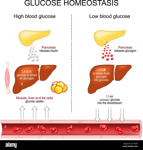 Diet and Glucose Regulation