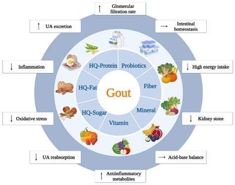Dietary Management of Purine Intake