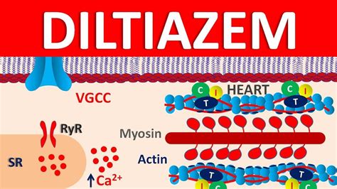 Diltiazem Mechanism of Action