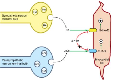 Diphenhydramine Mechanism of Action