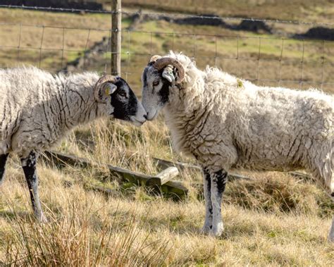 Direct Contact with Infected Animals