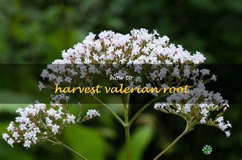 Discuss Valerian Root
