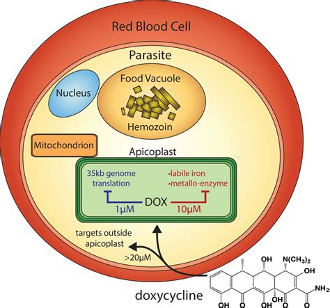 Doxycycline mechanism of action