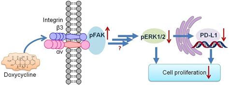 working mechanism of doxycycline