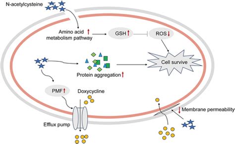 doxycycline resistance