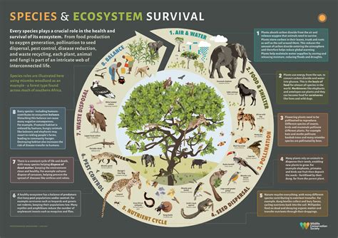 ecological role of mushrooms