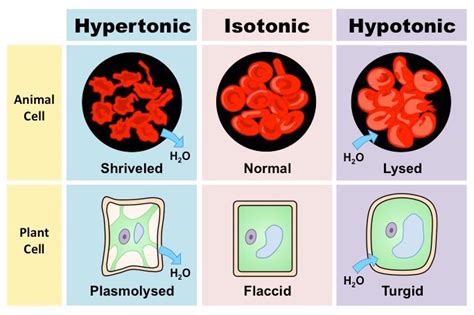 Effects of Osmolarity on Cells