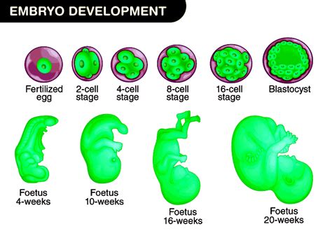 embryo development and fetal development