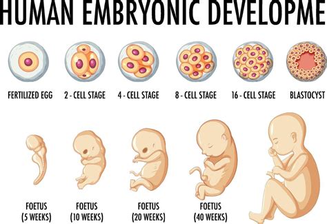 embryo development at 5 weeks