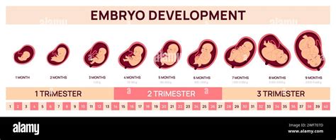 embryo growth and development