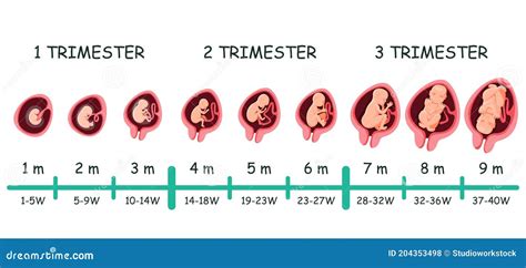 embryo size by week
