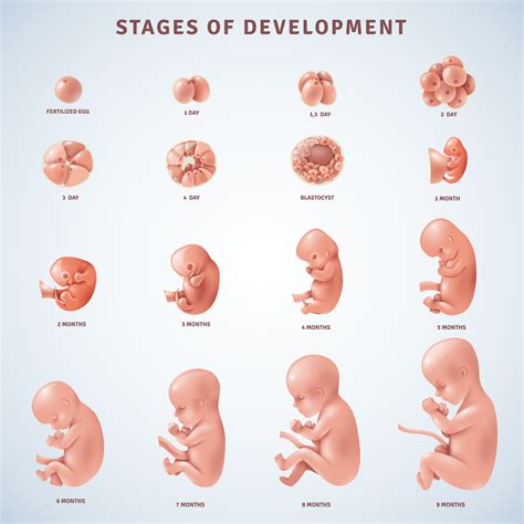 embryonic development
