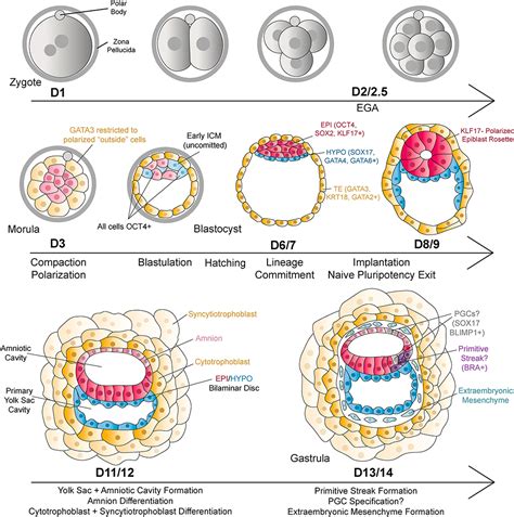 Embryonic Development