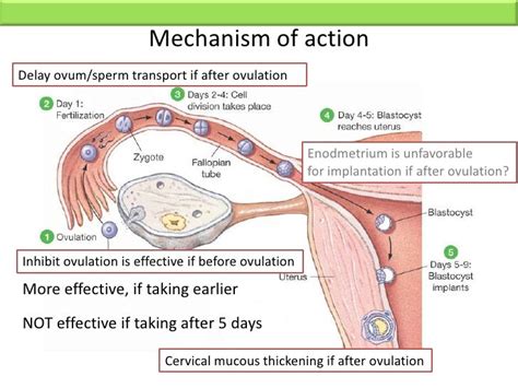 Emergency Contraception Mechanism