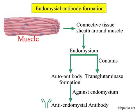 Endomysial antibody test