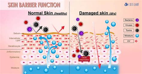 Enhancing Skin Barrier Function