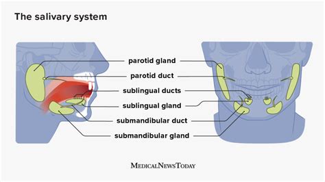 enlarged salivary gland