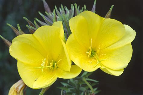 evening primrose oil heart benefits