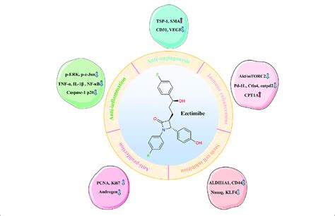 Ezetimibe Interactions