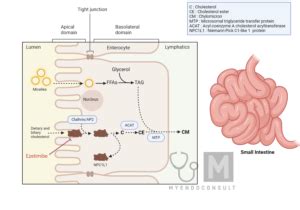Ezetimibe Mechanism of Action