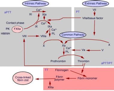 Factors Affecting Prothrombin Ratio
