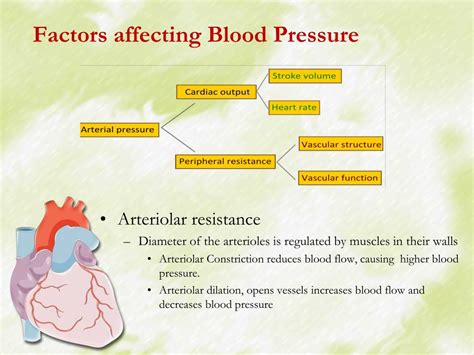 factors influencing blood pressure