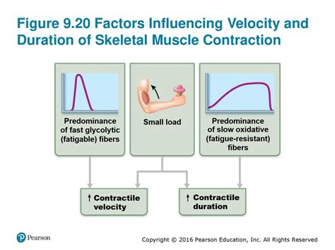 Factors influencing contraction duration