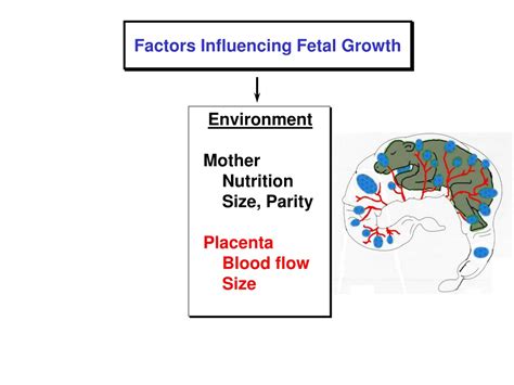 factors influencing embryo size