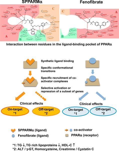 Fenofibrate interactions