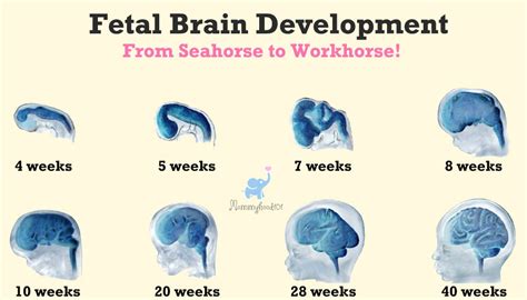 Fetal Brain Development