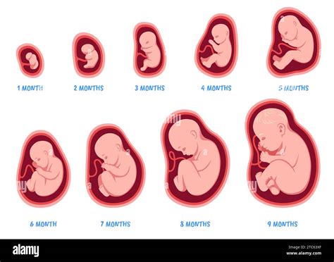 fetal development