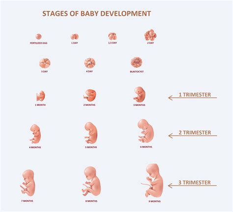fetal development