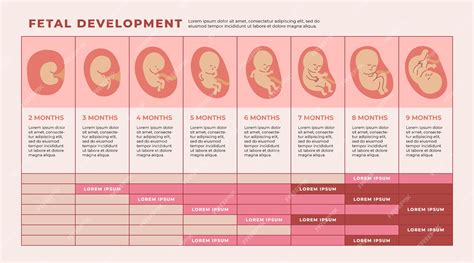 fetal development at 16 weeks pregnant