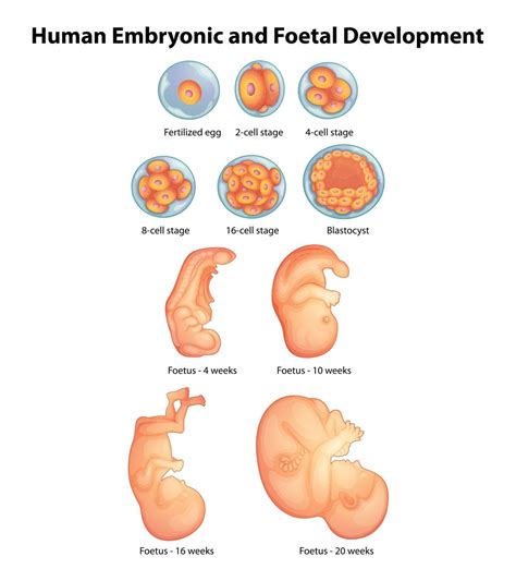 Fetal development at 24 weeks