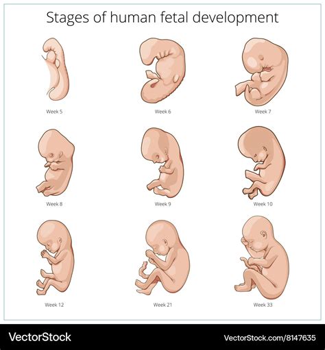 fetal development