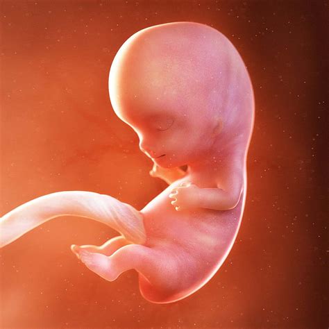 Fetal Development At 9 Weeks