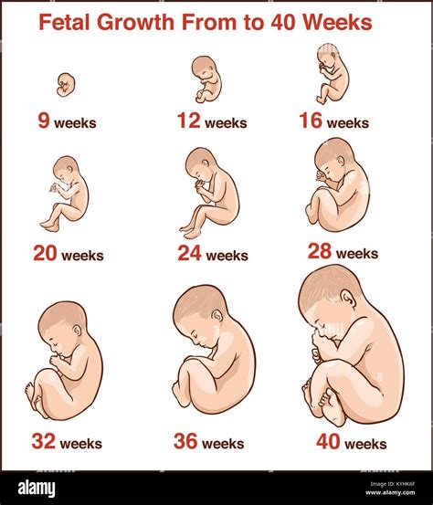 fetal growth