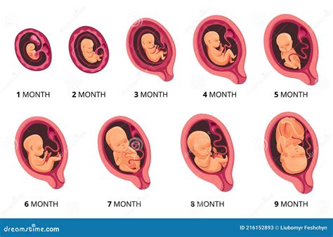 Fetal Growth and Development