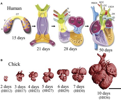 fetal heart development