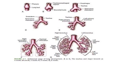 Fetal Lung Development