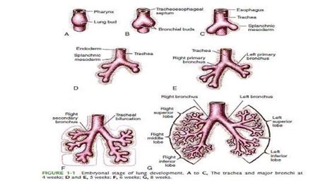 fetal lung development