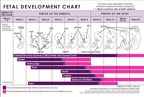 Milestones and facts about the 24-week fetus