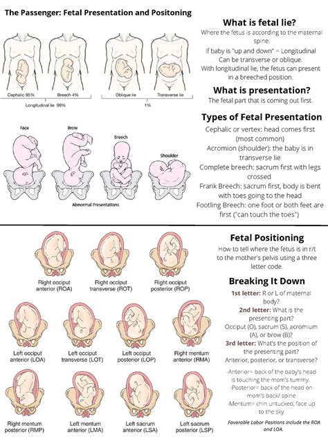 Fetal Movement and Sensory Development