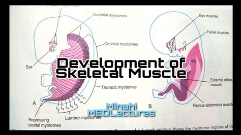 Fetal Muscle Development